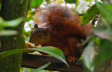 Se llama ardilla (en paleohisp&aacute;nico: harda &lsquo;sin h y en diminutivo&rsquo;) a ciertas especies de roedores esciuromorfos de la familia Sciuridae