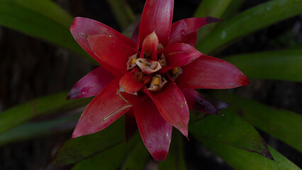 Es un género tropical americano de plantas de la familia Bromeliceae. Son plantas de hábitos...