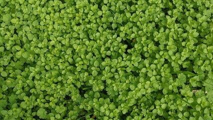 green texture of juicy young grass