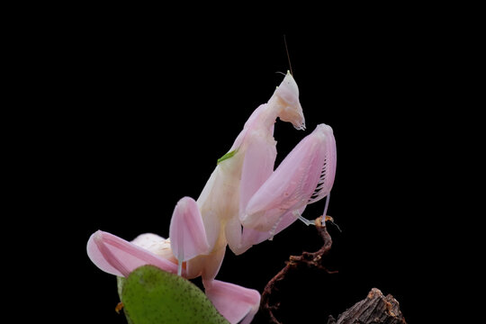 Close-up of a pink orchid mantis on a plant, Indonesia