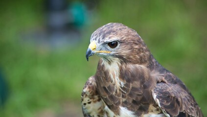 Closeup of a common buzzard face