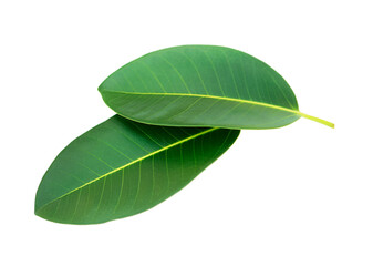 Leaves green isolated on white background