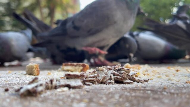 Flock of pigeons feeding from the ground of a public square