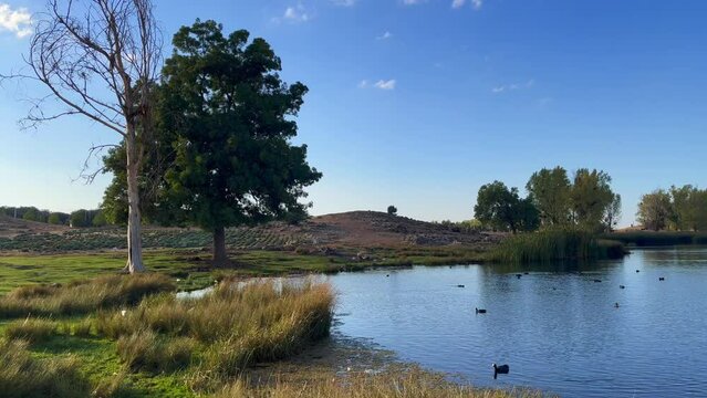 Partridge birds and ducks swimming on a lake