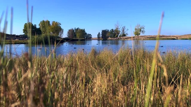 Partridge birds and ducks swimming on a lake