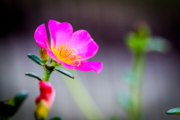 Close-up of Pink Purslane in Central Florida detailed texture