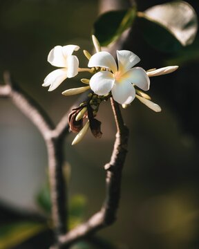 Selective focus shot of beautiful white blossoms