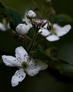 Selective focus shot of beautiful white blossoms