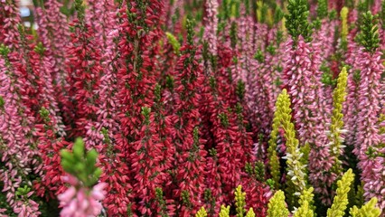 background of colorful flowers