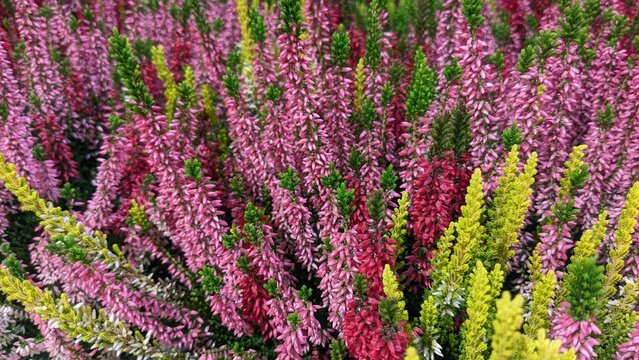 Texture of colorful heather flowers