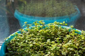 Close-up of mojito mint leaves in a blue pot, with a reflection on a window