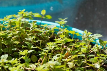 Close-up of mojito mint leaves in a blue pot, with a reflection on a window © Tamar Dundua/Wirestock Creators
