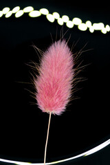 one pink-colored dry flower lagurus. Black background