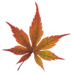 Brown leaf isolated on white