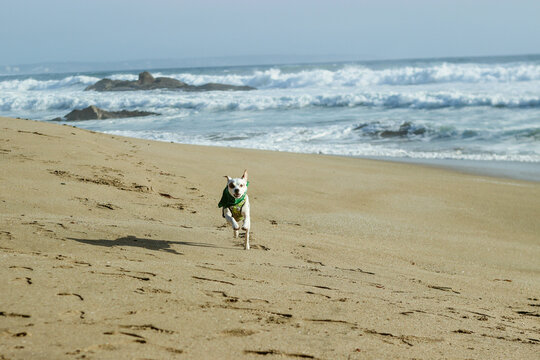 dog on the beach