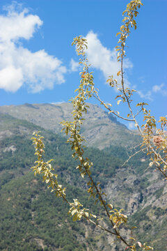 Pine tree in the mountains