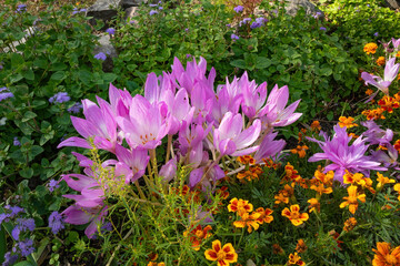 Flowers are colorful in autumn. Flower bed close-up on a sunny day