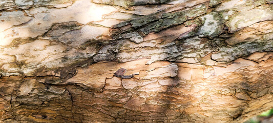rustic old wooden log with texture