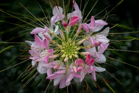 Closeup of wet Spiny spiderflower with white and pink petals
