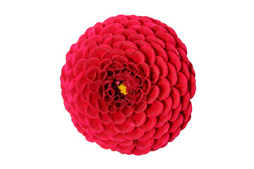 red dahlia sandra flower isolated on white background