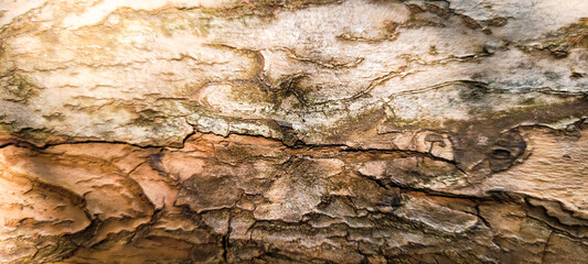 rustic old wooden log with texture