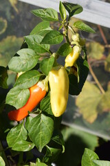 scharfe Paprika