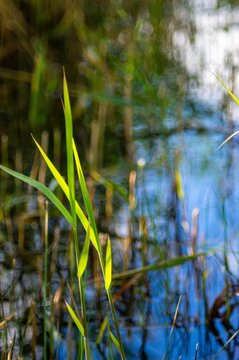 Closeup of growing grass in water