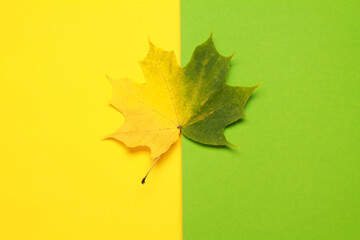 Creative layout of colorful composition of multicolored fallen autumn maple leaf on yellow green background. Natural foliage. Fall concept. Top view. Flat lay. Copy space. Space for text. Close Up