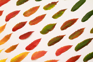 Leaves pattern. Layout of colorful composition of mixed multicolored red orange yellow fallen autumn leaf leaves on white background. Natural foliage. Fall concept. Autumn mood. Top view. Flat lay.