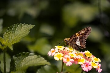 Side selective focus of a silver-spotted skipper standing on the yellow and pink West Indian Lantana