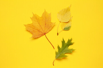 Creative layout of colorful composition of mixed multicolored orange green fallen autumn leaf leaves on yellow background. Natural foliage. Fall concept. Autumn mood. Top view. Flat lay.
