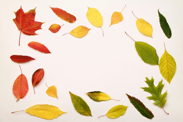 Obraz premium Leaves frame. Layout of colorful composition of mixed multicolored fallen autumn leaves pattern. on white background. Natural foliage. Fall concept. Top view. Flat lay. Copy space. Space for text