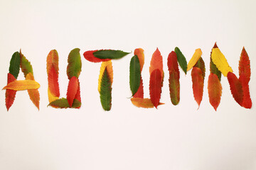 Word autumn. Creative layout of colorful composition of mixed multicolored red yellow green fallen autumn leaves on white background. Natural foliage. Fall concept. Autumn mood. Top view. Flat lay.