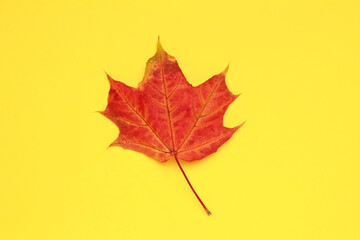 Close Up red orange fallen autumn maple leaf on yellow background. Natural foliage. Fall concept. Autumn mood. Top view. Flat lay.