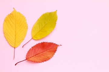 Layout of colorful composition of mixed multicolored red orange yellow fallen autumn leaf leaves on rose background. Natural foliage. Fall concept. Top view. Flat lay. Copy space. Space for text