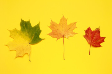 Creative layout of colorful composition of mixed multicolored red orange yellow fallen autumn maple leaf leaves on yellow background. Natural foliage. Fall concept. Autumn mood. Top view. Flat lay.