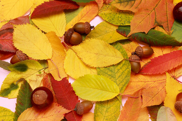 Autumn leaves background. Creative layout of colorful composition of mixed multicolored fallen...