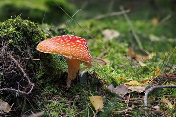 red toadstool