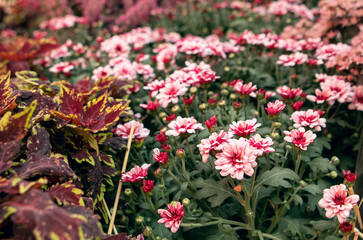 pink autumn flowers in the garden