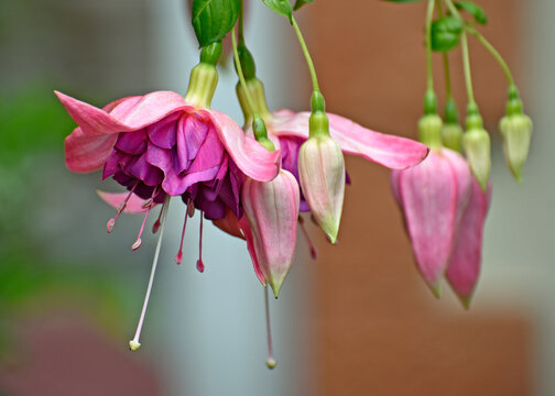 pink fushsia flower