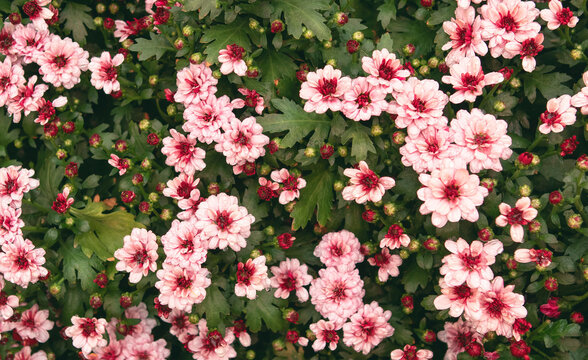 Pink Autumn Flowers In The Garden