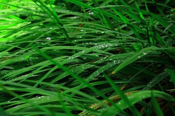 Closeup of lush green gras covered in dew drops in the garden
