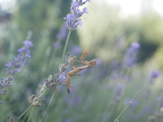 A large brown praying mantis on a stalk of fragrant lavender on a summer day. Macrophotography of a large predatory insect on the hunt.