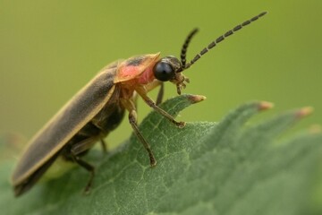 Closeup shot of a firefly beetle on a green leaf