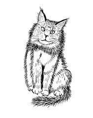 Cat sketch hatching. Vector illustration