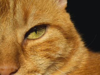closeup of half face of blond cat with black background