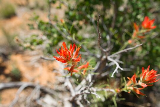 Closeup of Applegate's Indian paintbrush in Zion National Park
