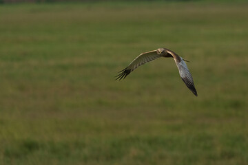 Western marsh harrier (Circus aeruginosus)