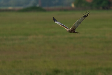 Western marsh harrier (Circus aeruginosus)