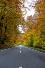 Fototapeta premium Road in autumn forest. Center stripes on road in autumn forest with beautiful colors